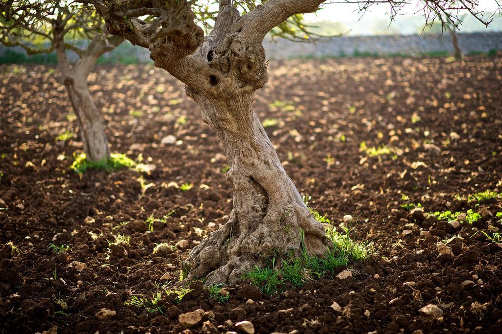 Masseria Ciavea 乔亚德尔科尔 外观 照片