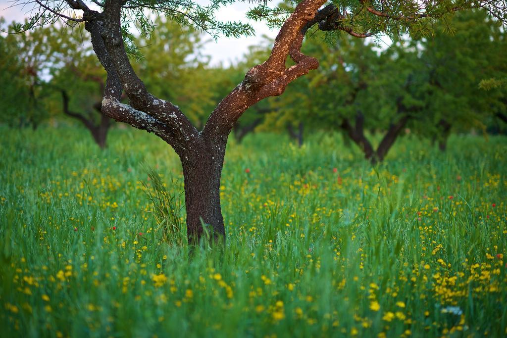 Masseria Ciavea 乔亚德尔科尔 外观 照片